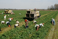 Agricultural workers in fields